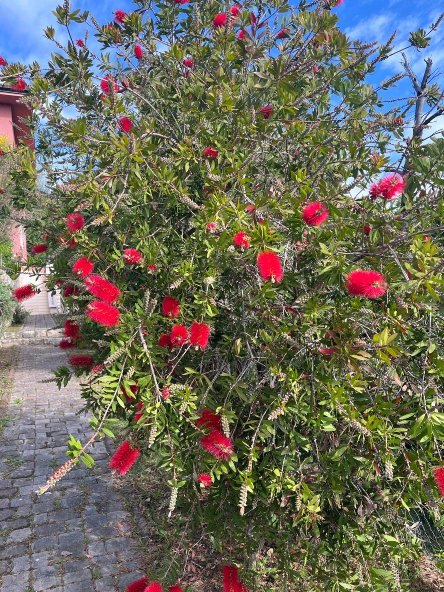 Villa Matovica Kampor Екстер'єр фото